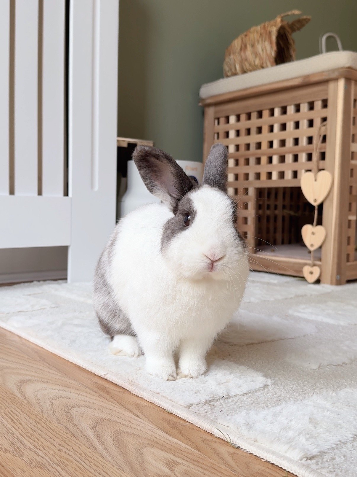 Willow - dutch cross grey and white indoor rabbit