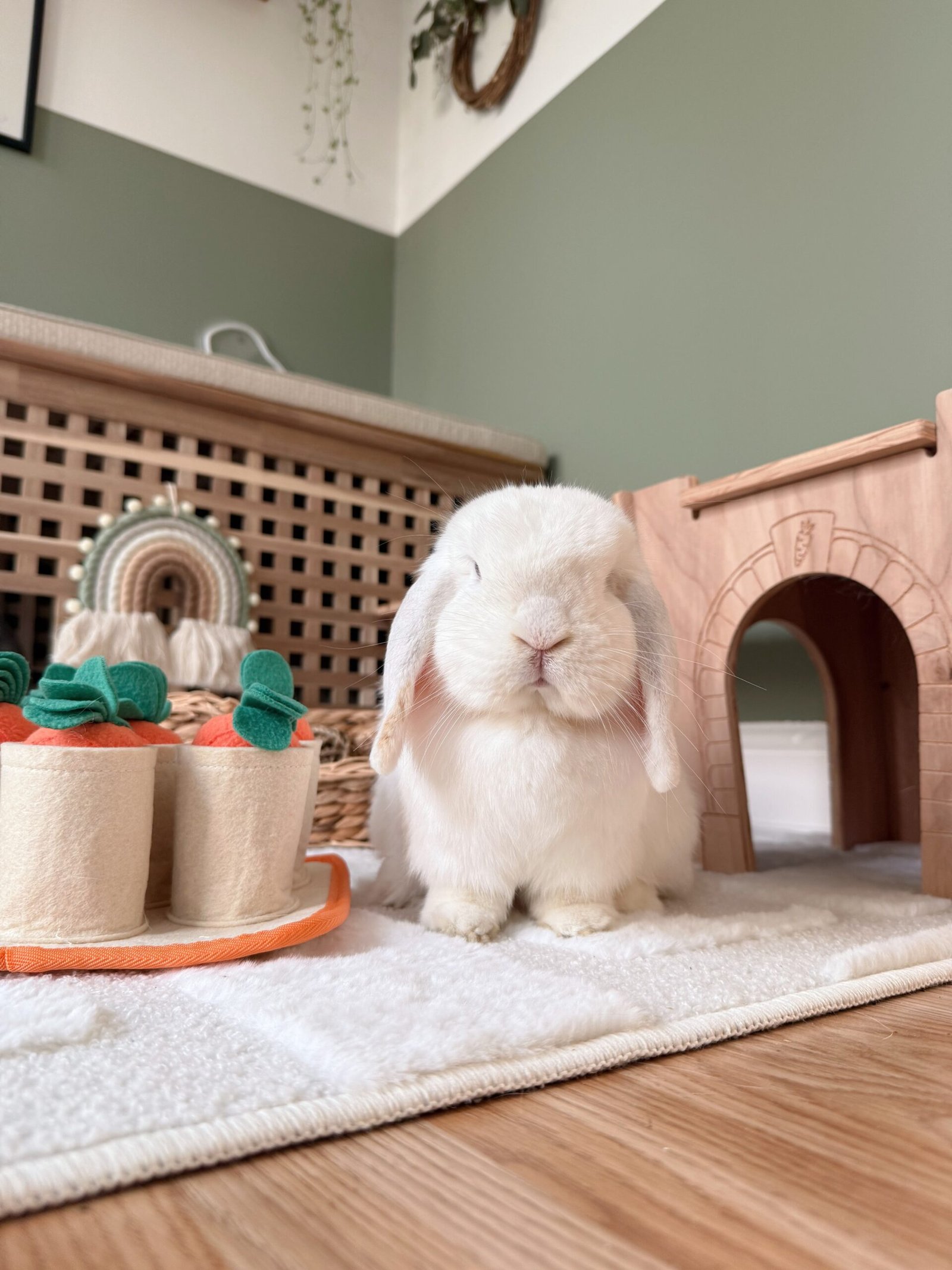 Daisy - white mini lop indoor rabbit with carrot enrichment toy