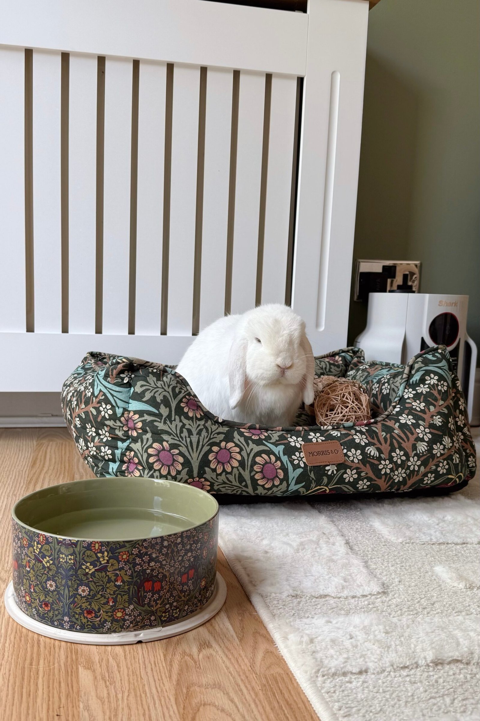 iNDOOR BUNNY ON BED