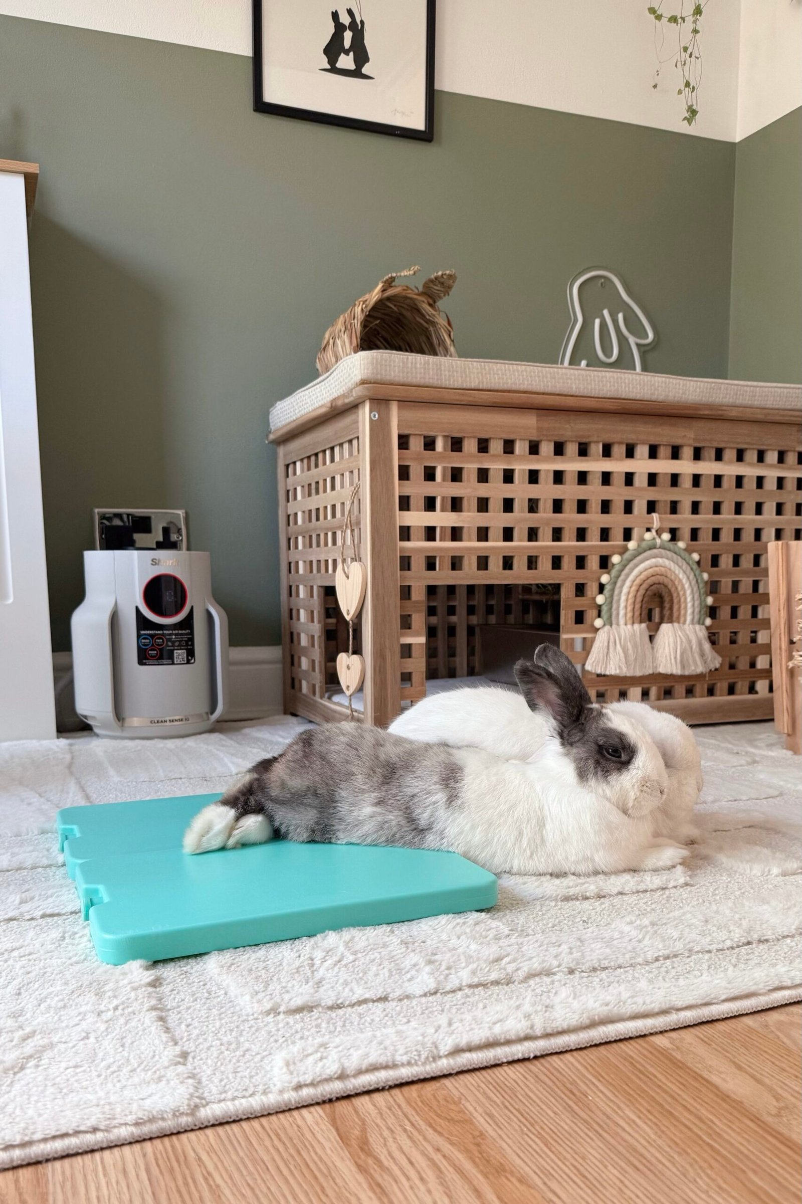 Indoor bunny lying down on cool pod