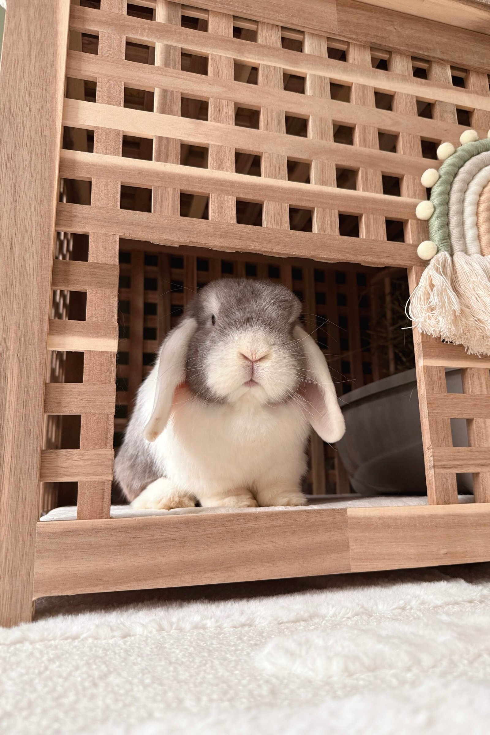 Mini Lop Bunny - IKEA HOL